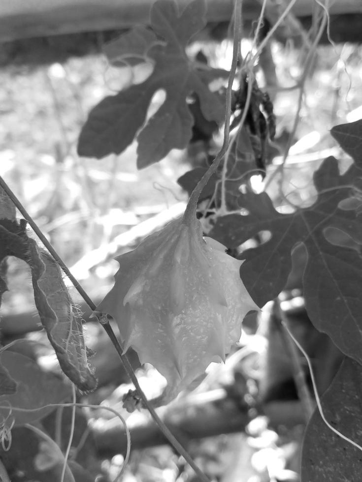 melon amer de couleur monochrome photo