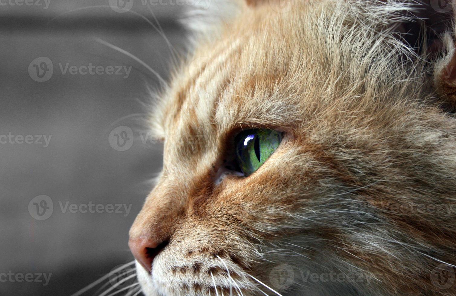 chat aux yeux verts photo