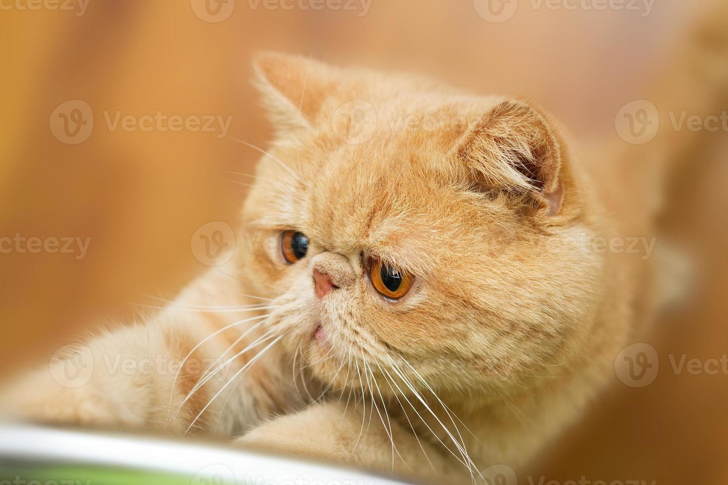 mignon chat britannique cpa chat griffoir photo