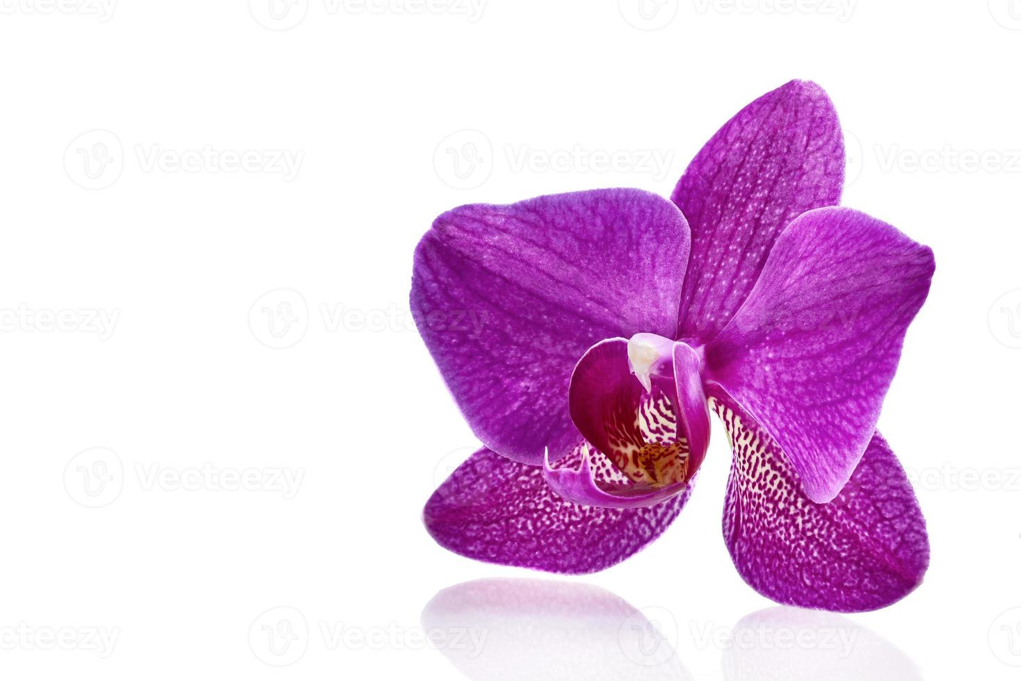 orchidées à fleurs violettes photo