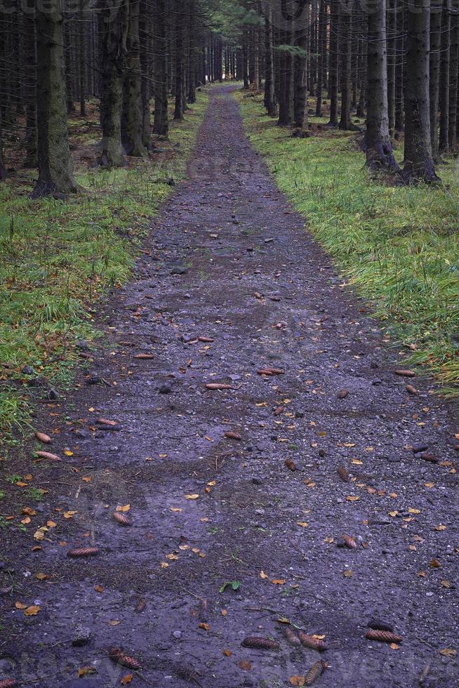 chemin forestier forêt d'épicéas photo