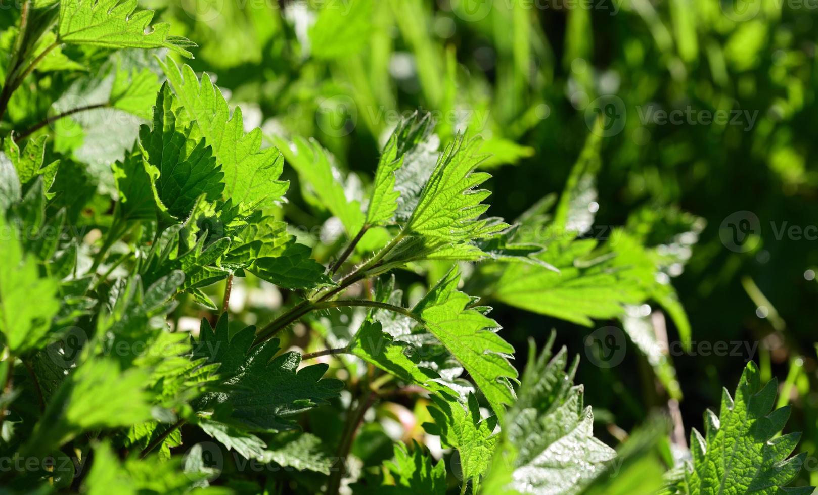 gros plan et fond de feuilles d'ortie fraîches vertes qui brillent au soleil au printemps photo