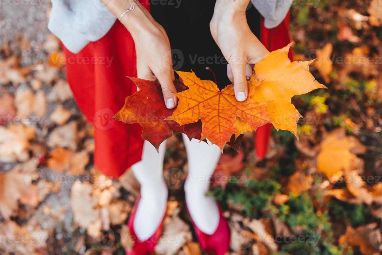 gros plan des mains de la fille tenant des feuilles d'érable d'automne photo