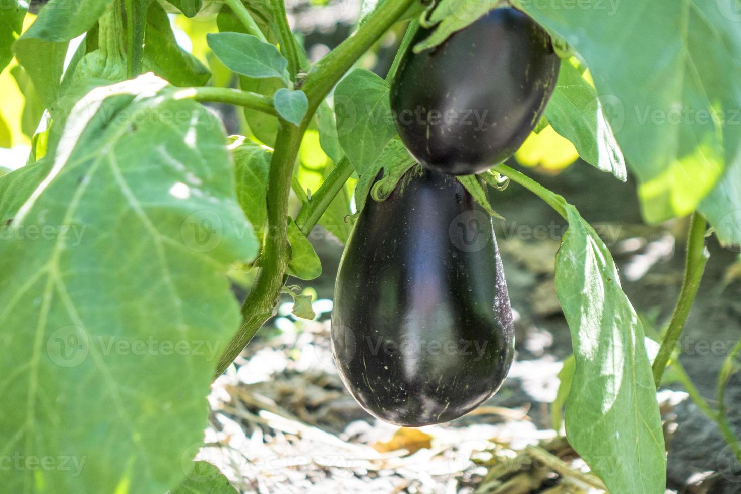 légumes naturels. aubergine sur le jardin des agriculteurs photo