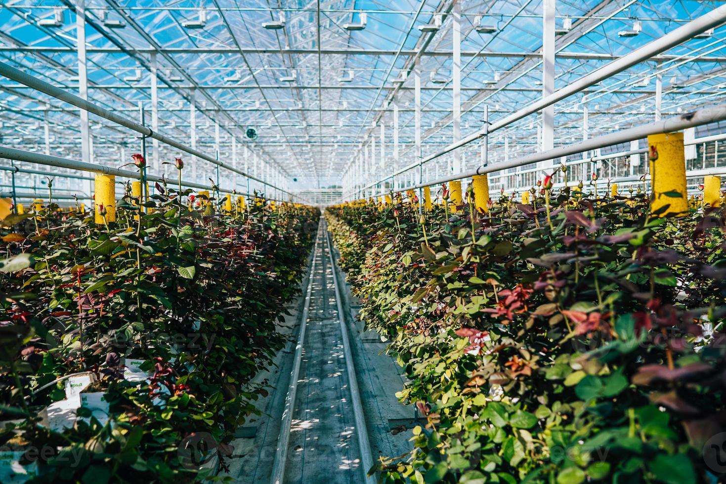 roses de serre poussant sous la lumière du jour. photo