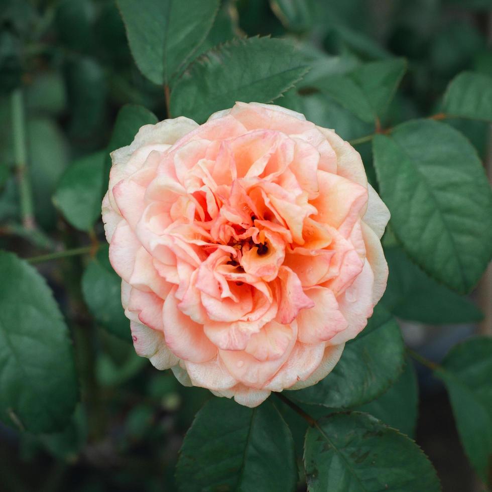 une rose rose claire dans le jardin sur un fond flou. photo