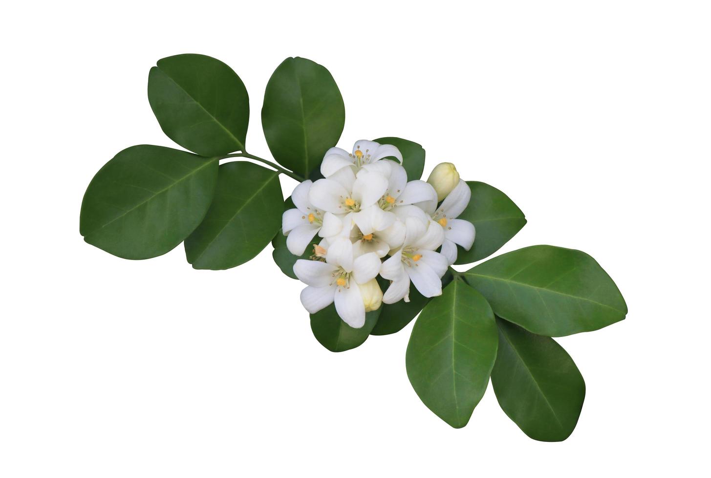 fleurs de jasmin orange ou murraya paniculata. gros plan bouquet de fleurs exotiques blanches sur feuille verte isolé sur fond blanc. bouquet de fleurs vue de dessus. photo
