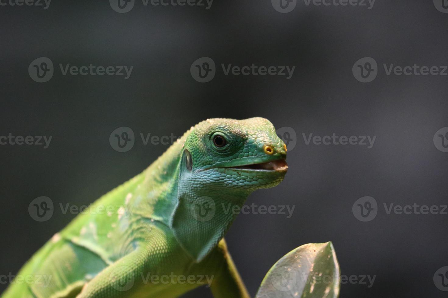 iguane à bandes fidjiennes photo