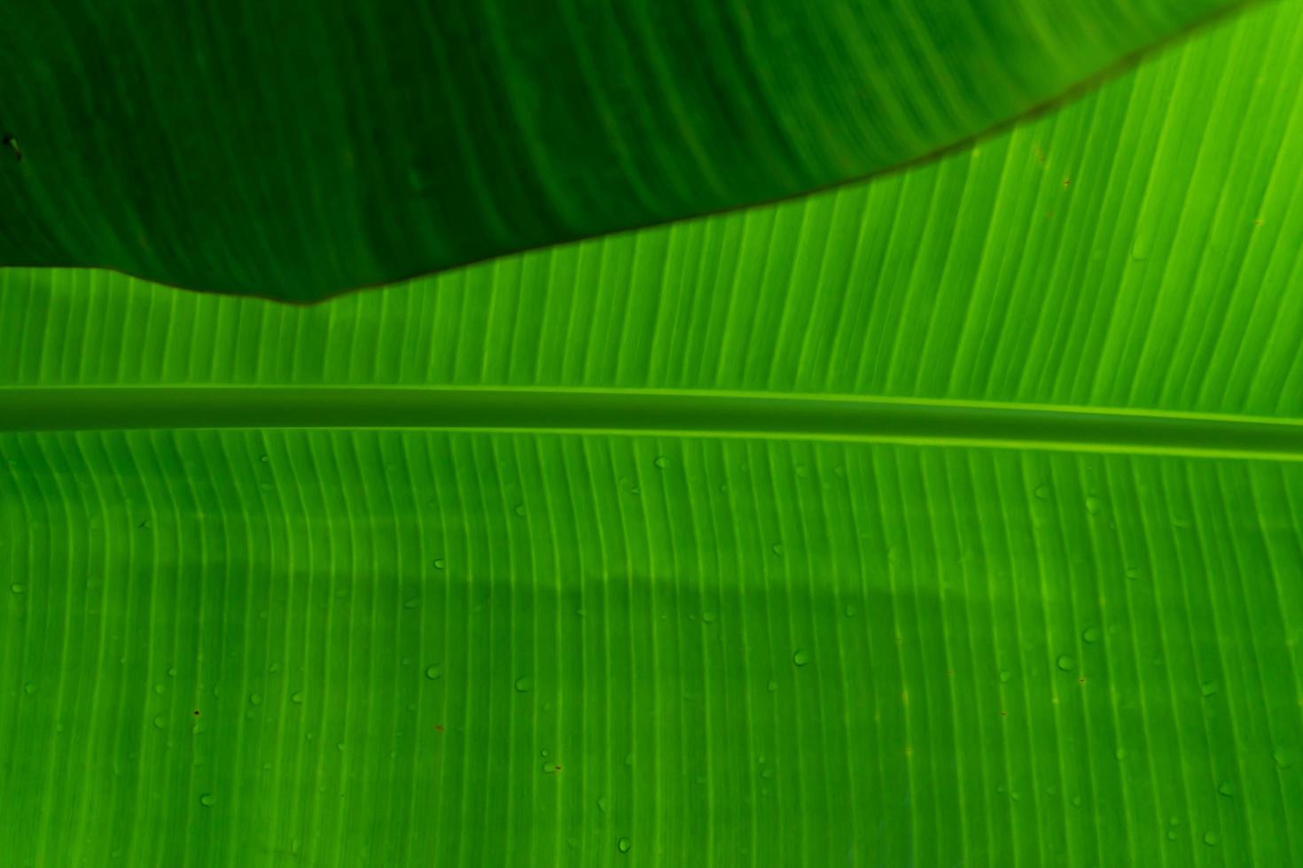 texture verte de la feuille de bananier photo