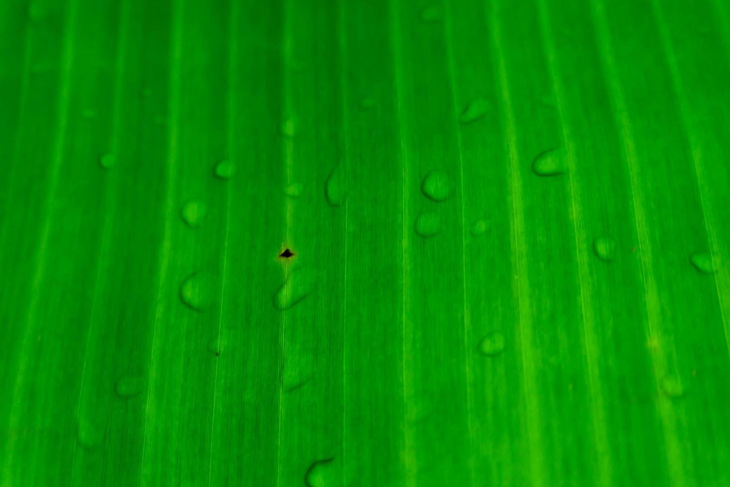 texture verte de la feuille de bananier photo