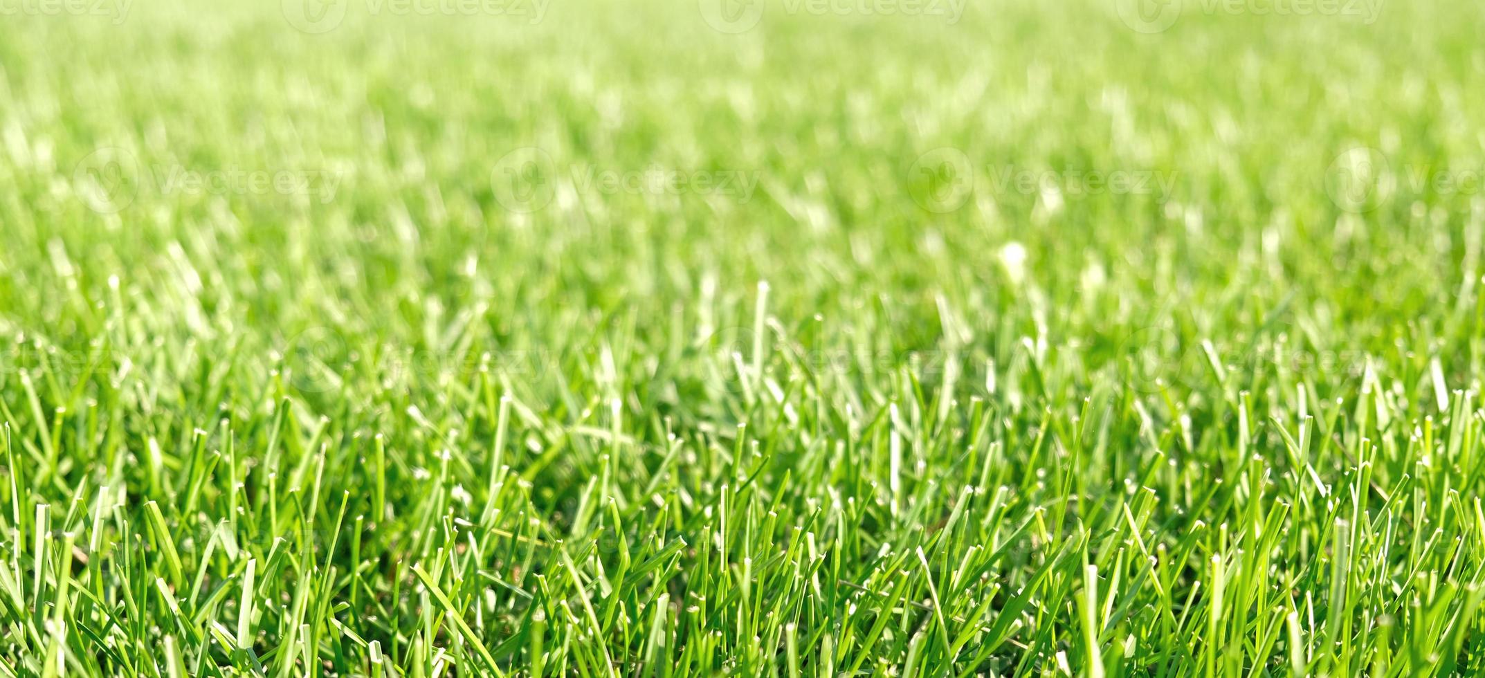 gros plan sur l'herbe verte, texture de fond de verdure naturelle du jardin de pelouse. concept idéal utilisé pour la fabrication de revêtements de sol verts, pelouse pour terrain de football d'entraînement, terrains de golf en herbe, motif de pelouse verte. photo