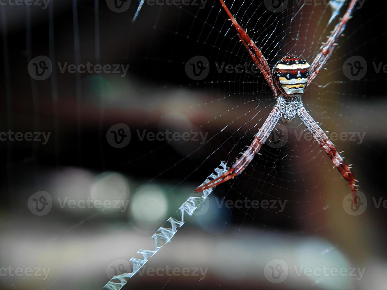 belle araignée accrochée au web en attente de nourriture, macro nature photo