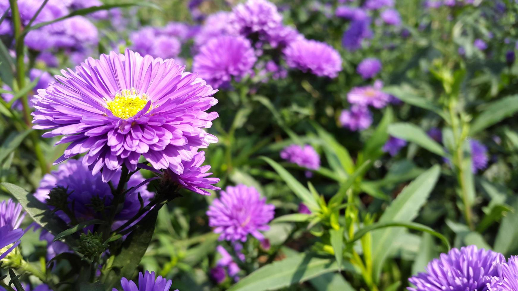 fleur d'aster amellus de couleur violette photo