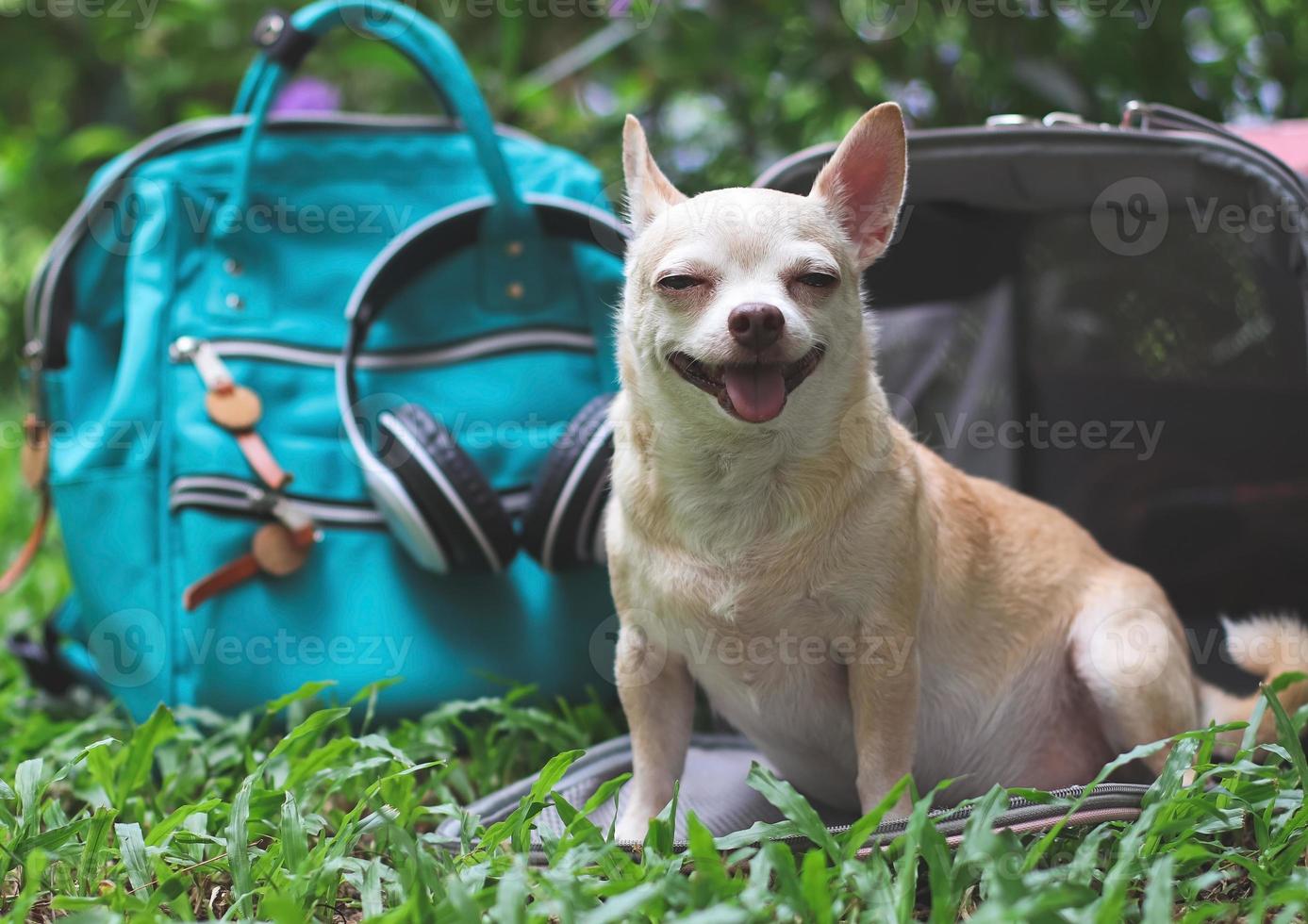 chien chihuahua à cheveux courts brun assis devant un sac de transport pour animaux de compagnie de voyageur en tissu rose sur l'herbe verte dans le jardin avec sac à dos et casque.visage riant. photo