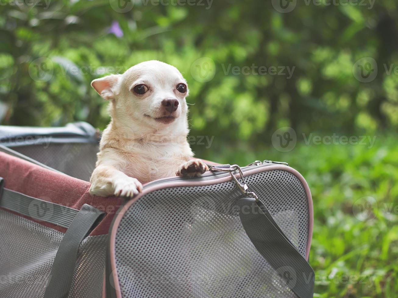 chien chihuahua brun debout dans un sac de transport pour animaux de compagnie de voyageur en tissu rose sur l'herbe verte, souriant et regardant la caméra, prêt à voyager. voyager en toute sécurité avec des animaux. photo