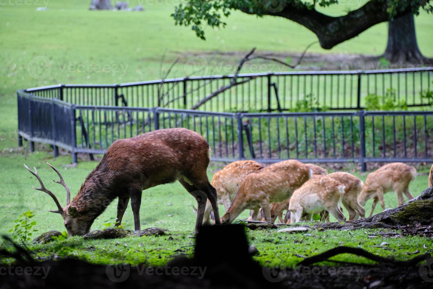 groupe de cerfs broutant à nara photo