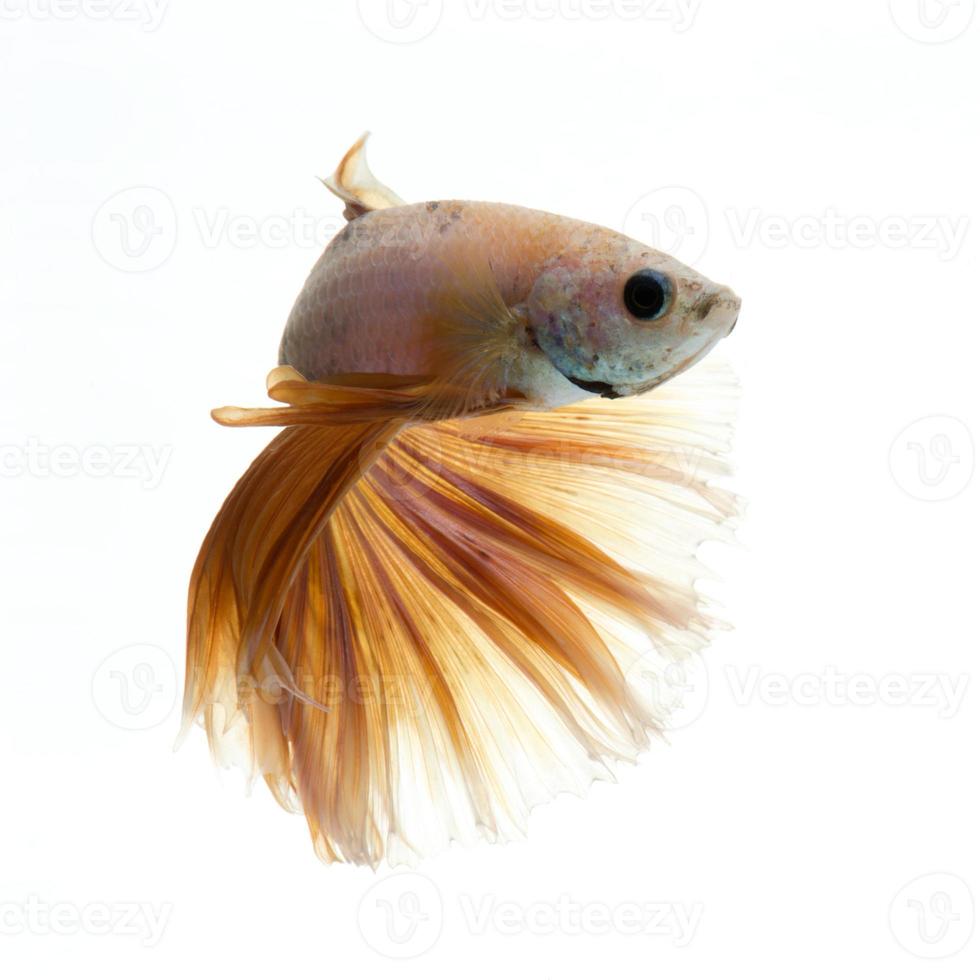 poisson betta sur fond blanc photo