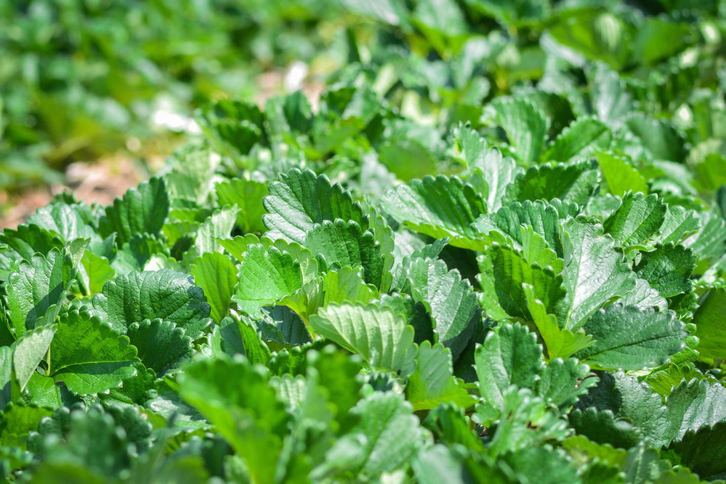 ferme de fraisiers fraises biologiques fraîches plantation de plus en plus sur les champs dans le jardin de la ferme photo