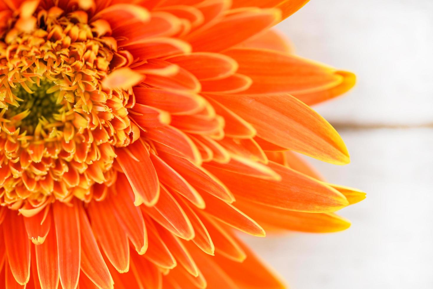 gerbera orange marguerite fleur printemps été floraison belle composition sur fond de bois blanc photo