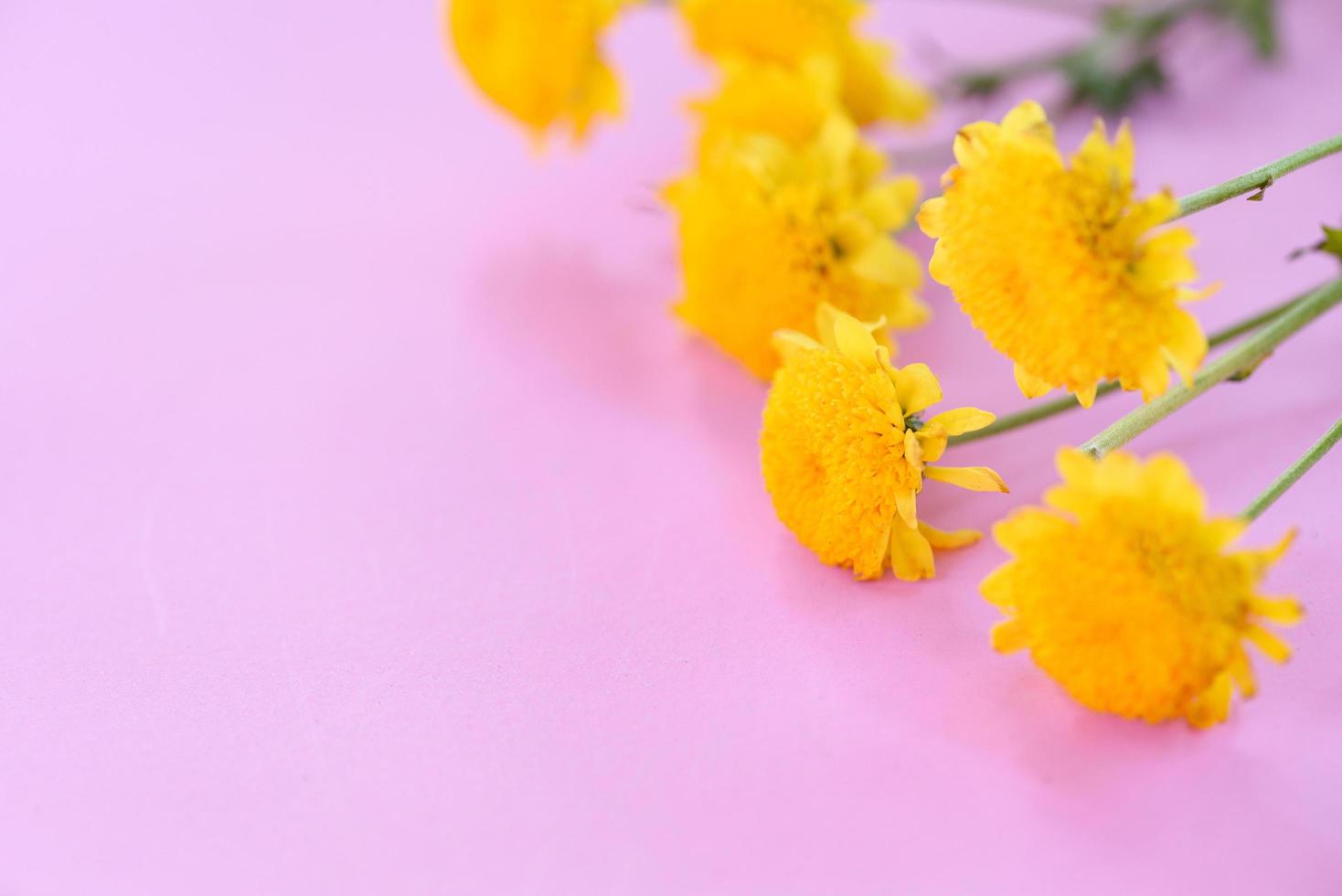 maman jaune fleurs printemps été sur fond rose photo