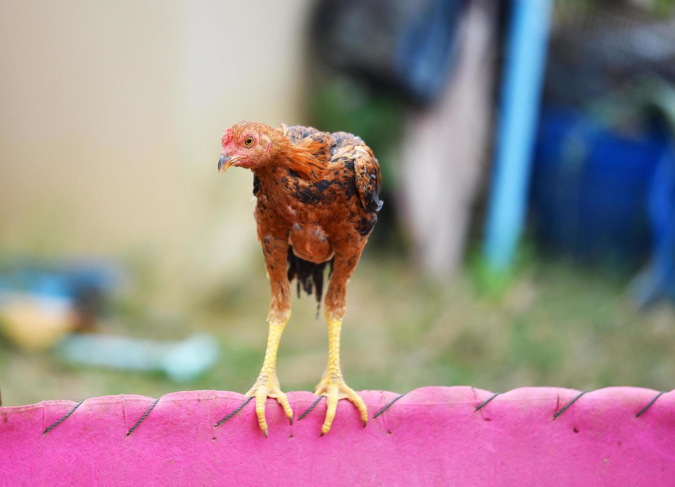 jeune coq coq de combat coq dans la ferme photo