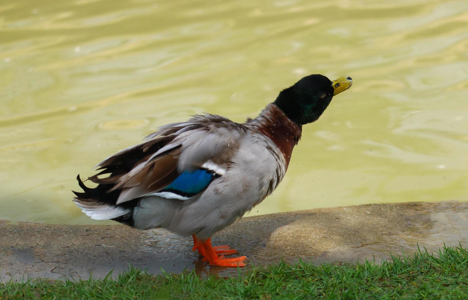 beau canard se tenait près du marais. photo