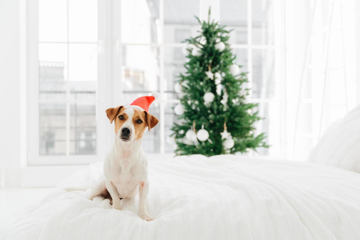 photo d'un chien de pedigree blanc et marron pose sur un lit moelleux blanc dans la chambre, porte le père noël rouge, arrière-plan flou avec arbre de nouvel an décoré