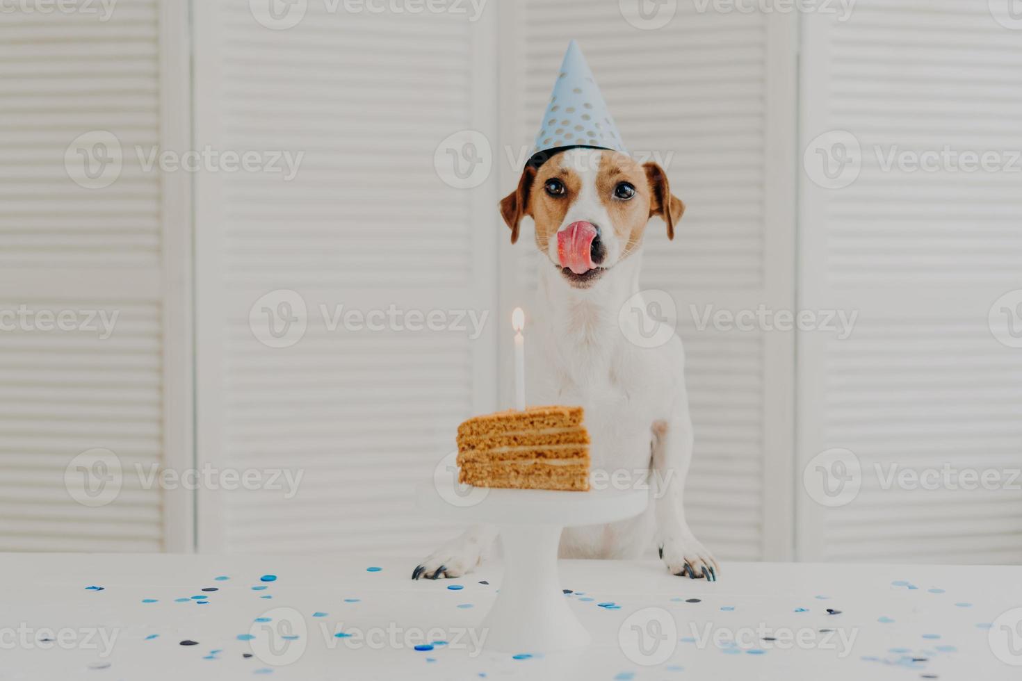 photo horizontale d'un petit chien à la fête d'anniversaire, pose près d'un morceau de gâteau délicieux avec une bougie, montre la langue comme veut manger, porte un chapeau conique festif. concept d'événement festif et de célébration