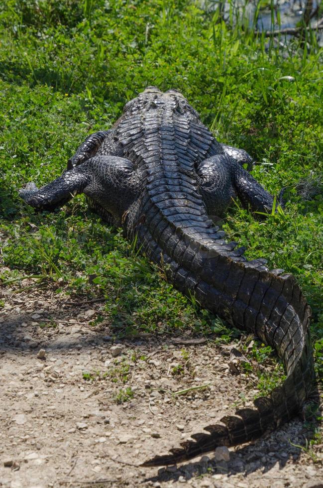 le dos large d'un alligator vu de derrière l'animal alors qu'il repose avec sa queue courbée et avec une blessure visible à la base de sa queue. photo