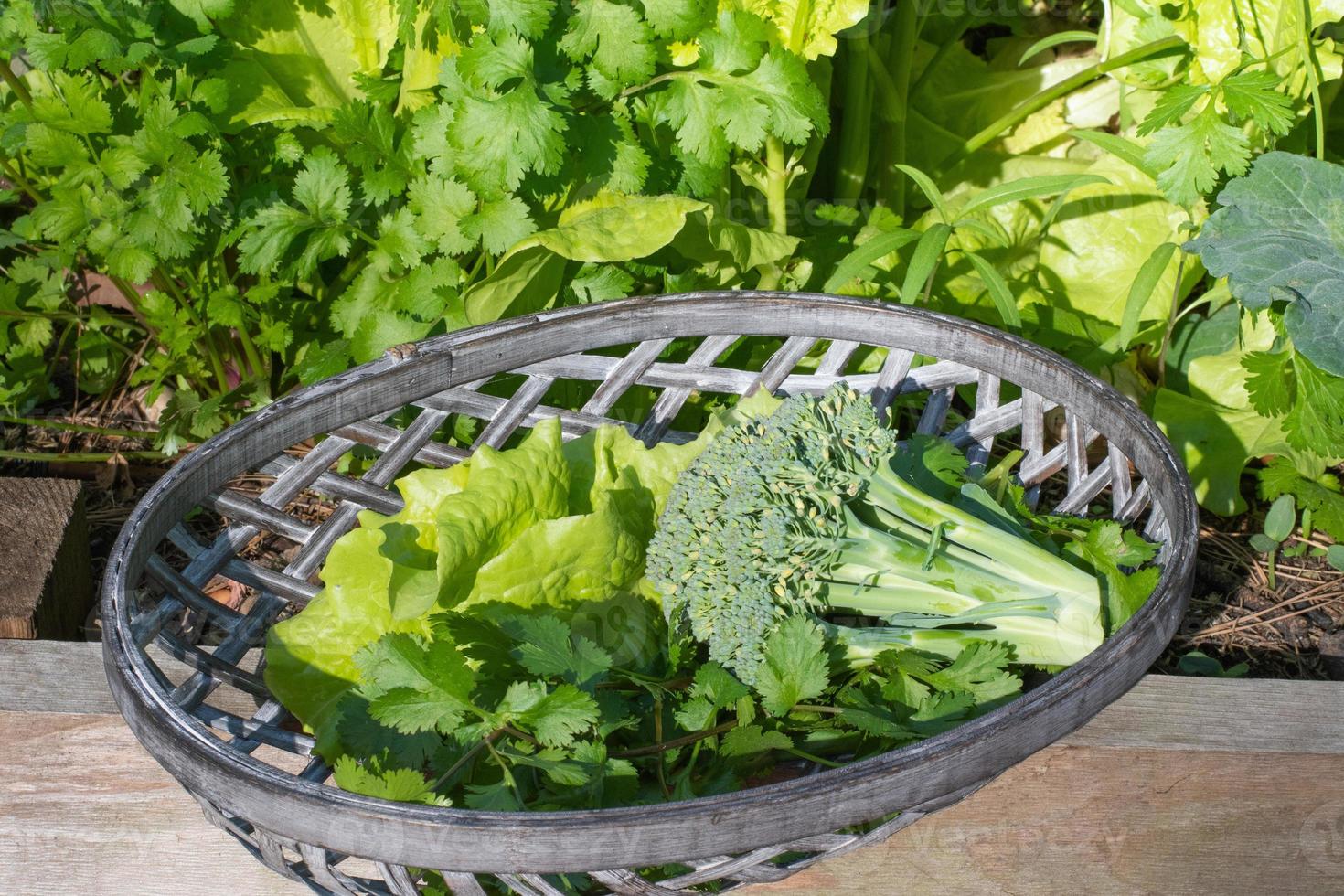 récolter les légumes du jardin. photo