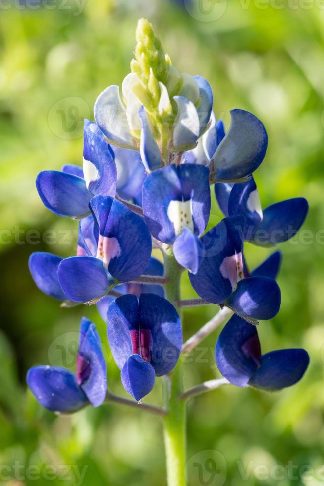 gros plan d'un bluebonnet du texas. photo