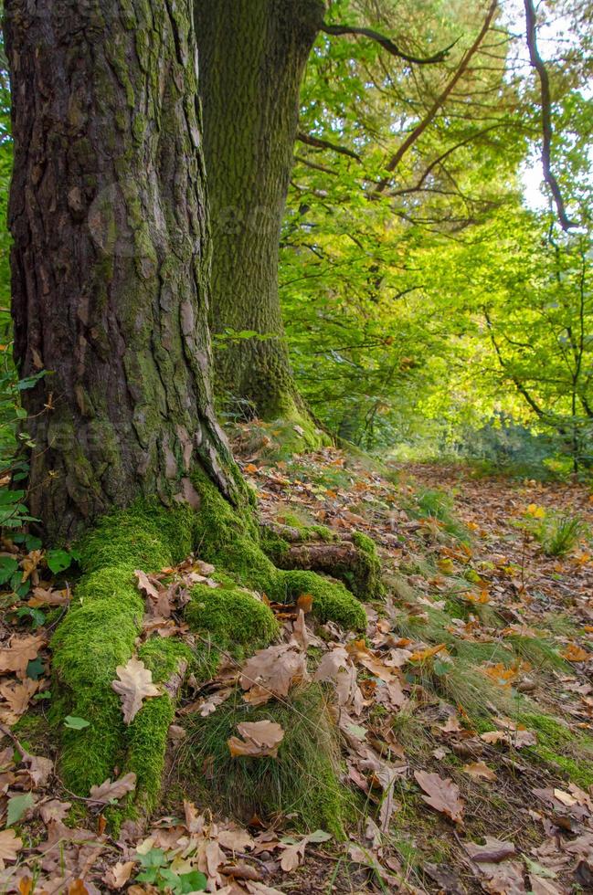 les racines couvertes de mousse d'un arbre dans la forêt ombragée. photo