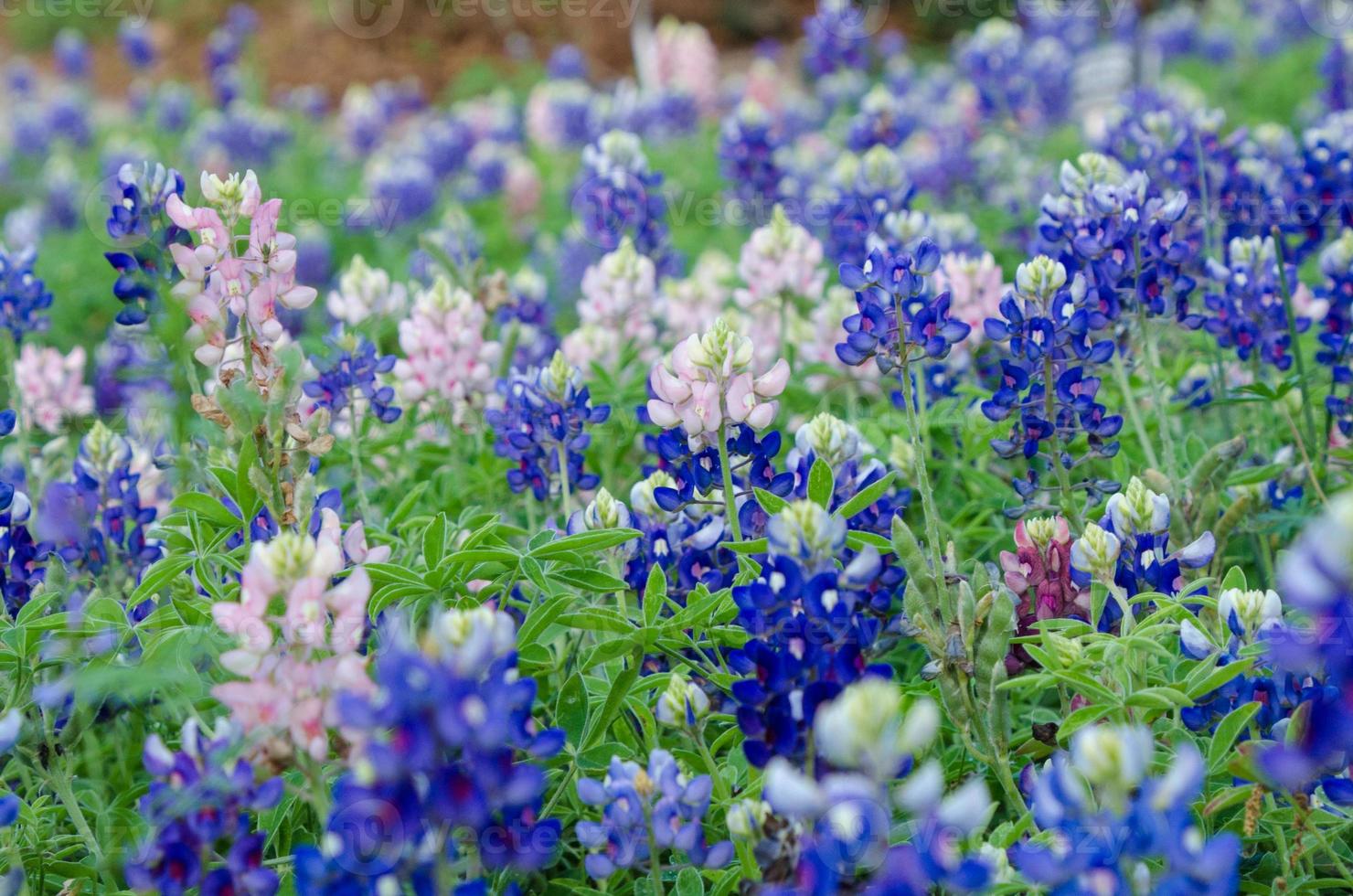 un champ de bluebonnets roses et bleus mélangés. photo