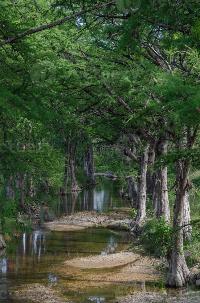 un peuplement de cyprès le long d'un ruisseau peu profond dans les collines du texas. photo