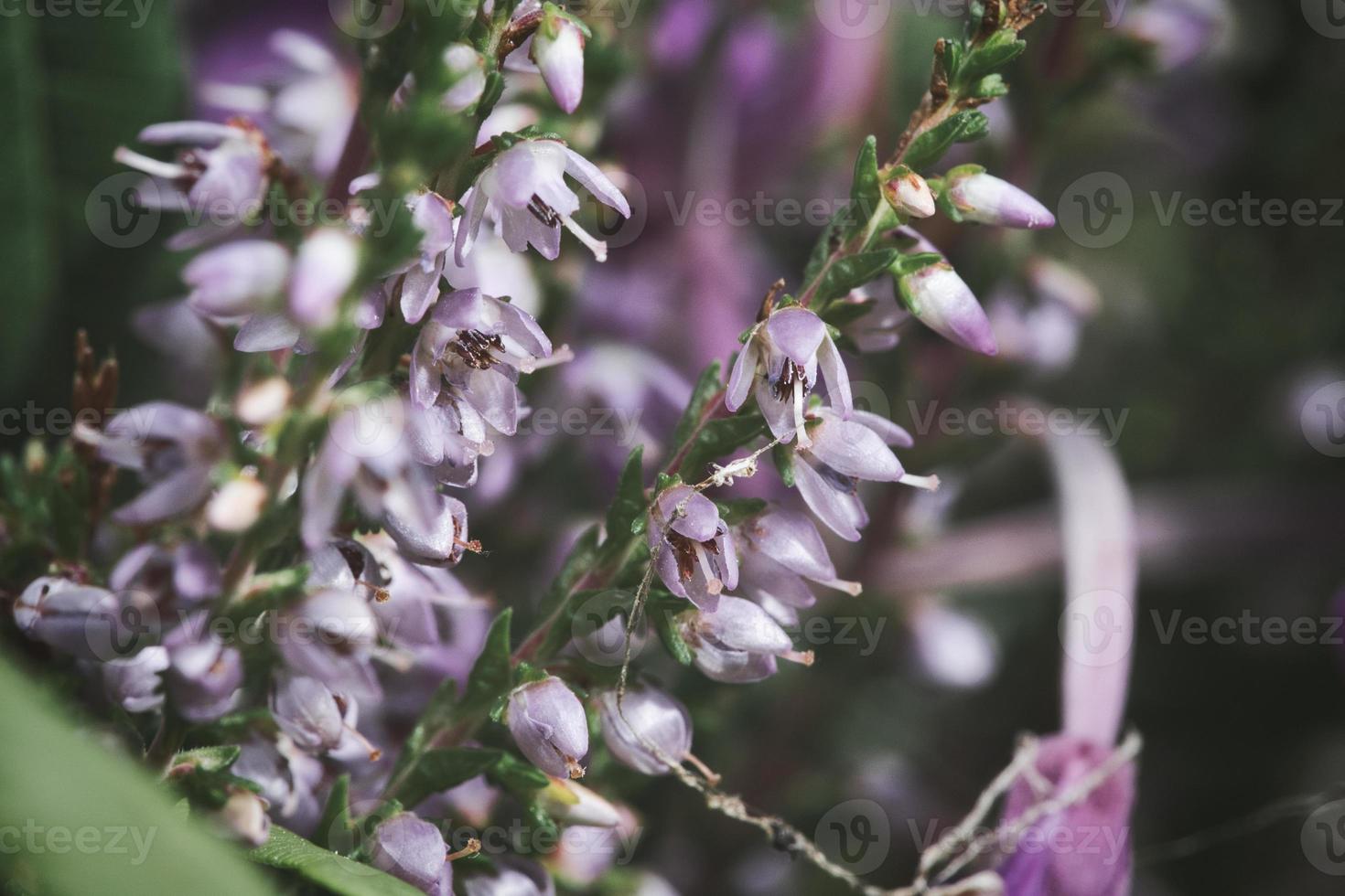 chauffage. branches avec de fines fleurs violettes en filigrane. rêveur. arrière-plan flou. photo