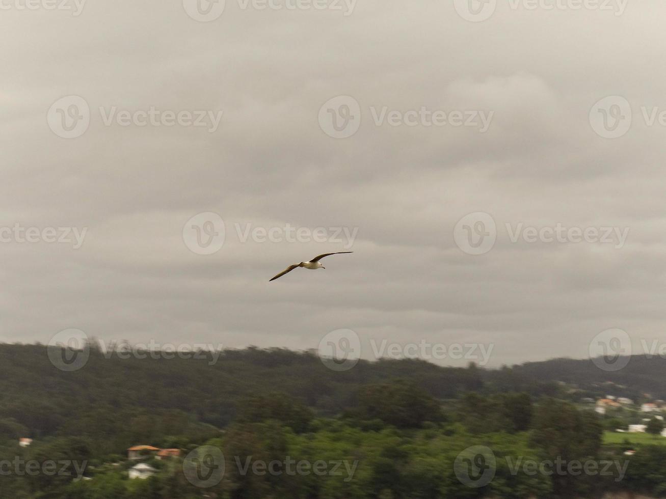 une mouette qui vole photo