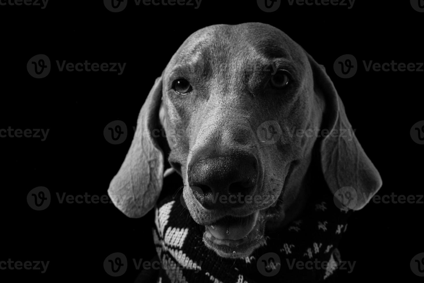 portrait de chien braque de weimar gros plan photo