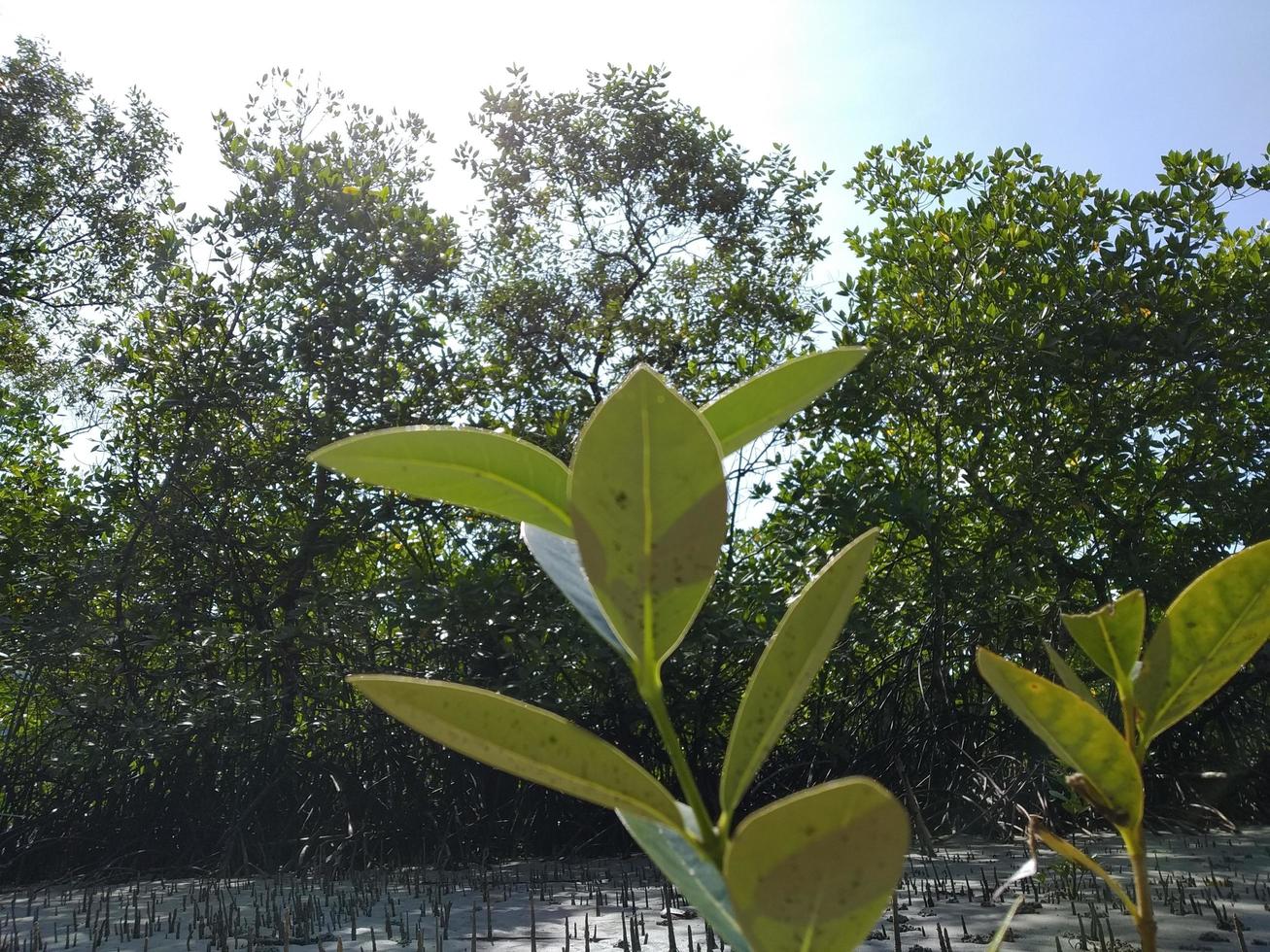 jeune plante sous le ciel bleu photo