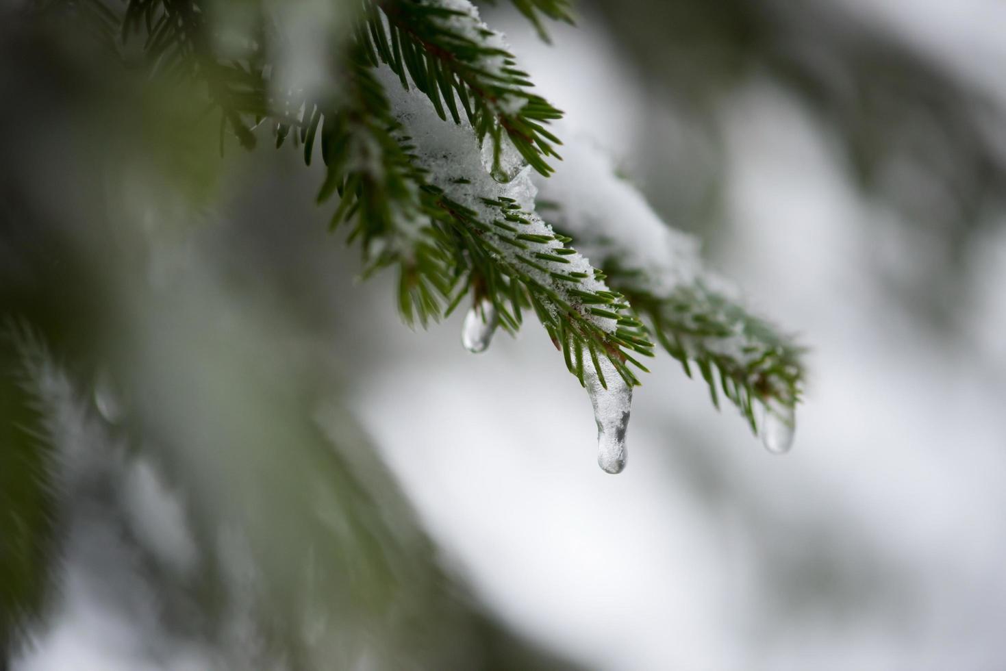 pin à feuilles persistantes de noël recouvert de neige fraîche photo