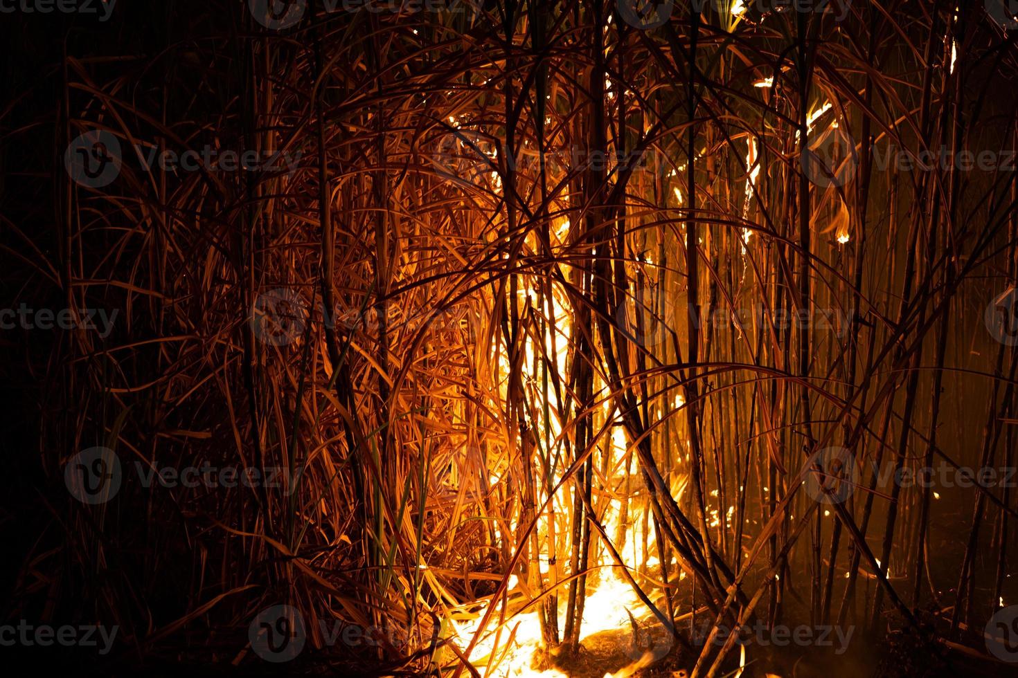 la canne à sucre est brûlée pour enlever les feuilles extérieures autour des tiges avant la récolte photo