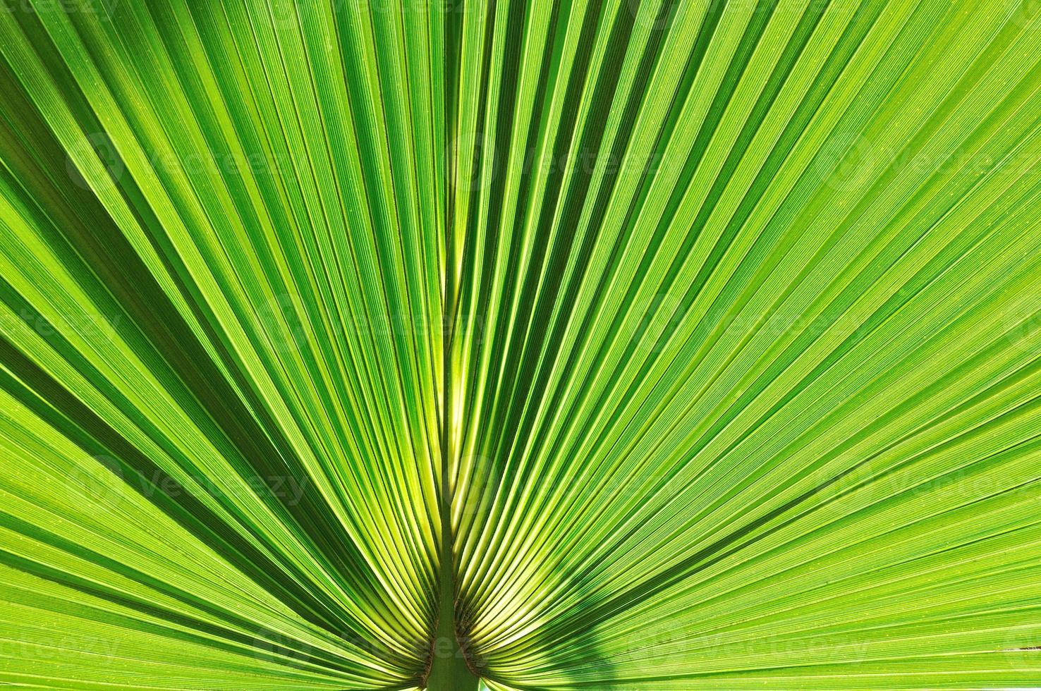 fond de feuille de palmier photo