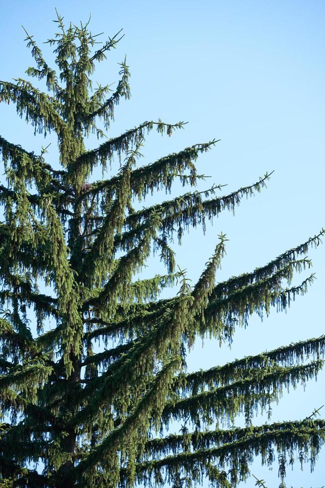 vue sur les branches d'arbres photo