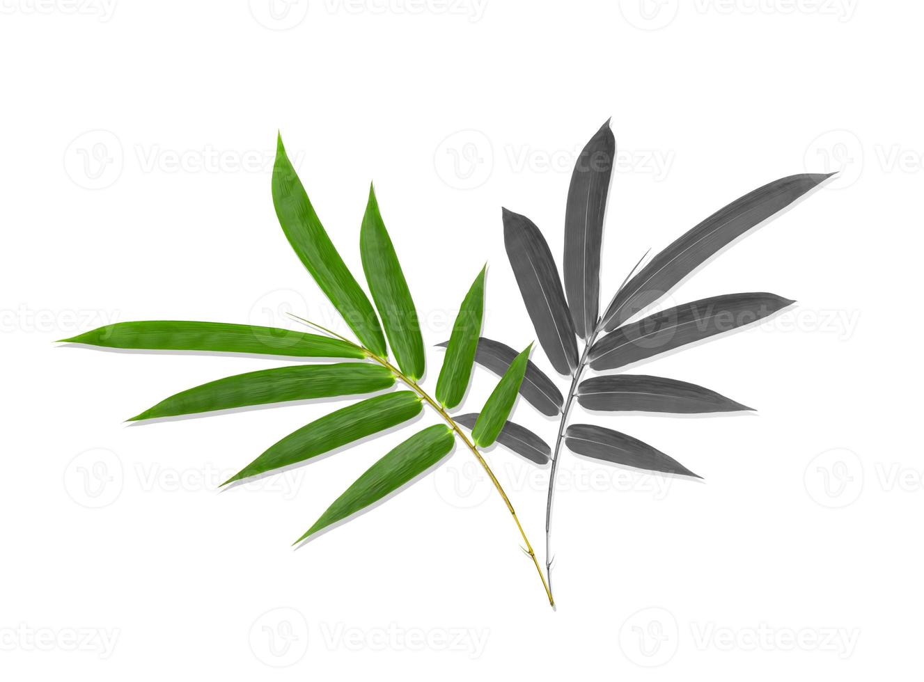 motif de feuilles de bambou vert et noir isolé sur fond blanc photo