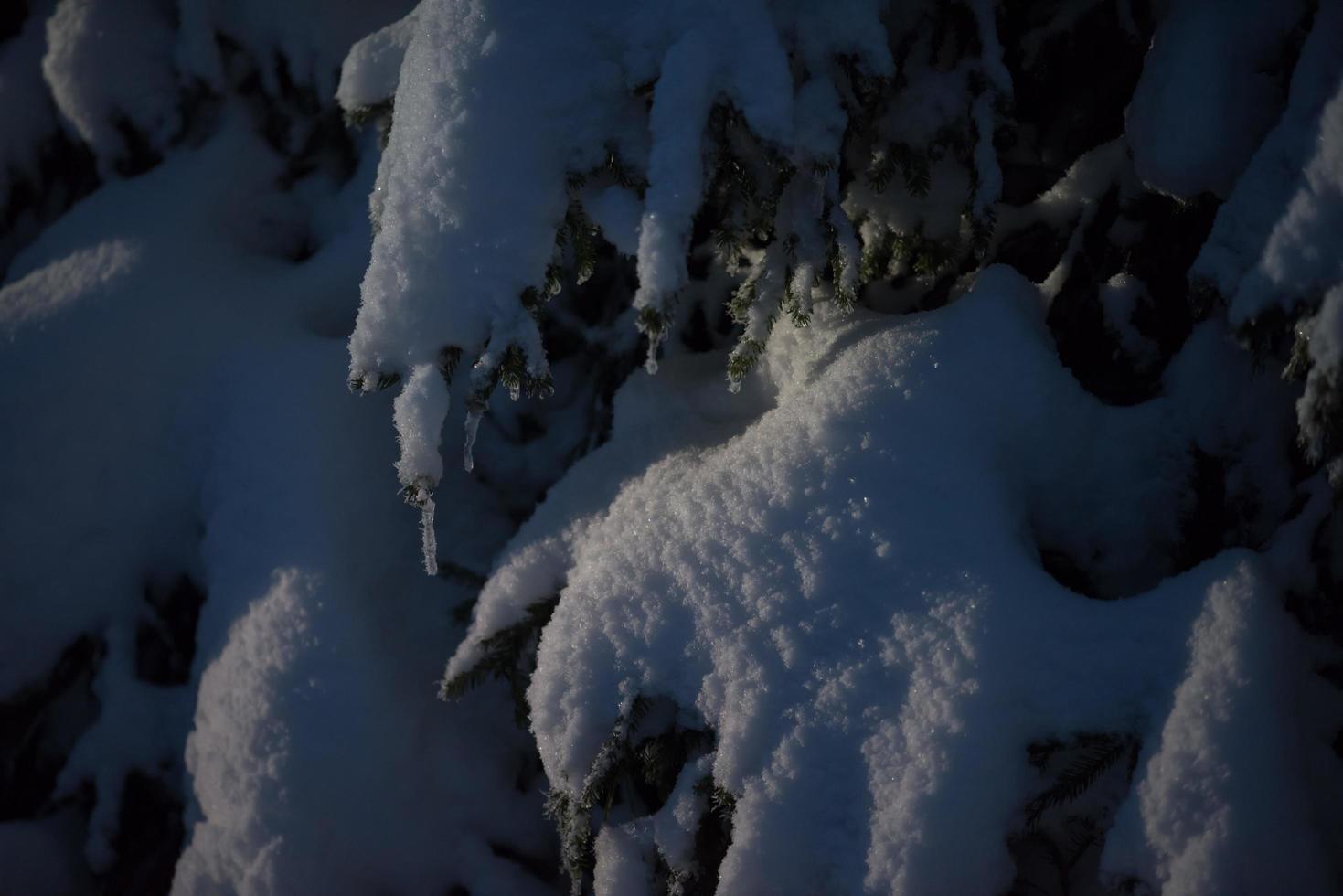 arbre couvert de neige fraîche la nuit d'hiver photo