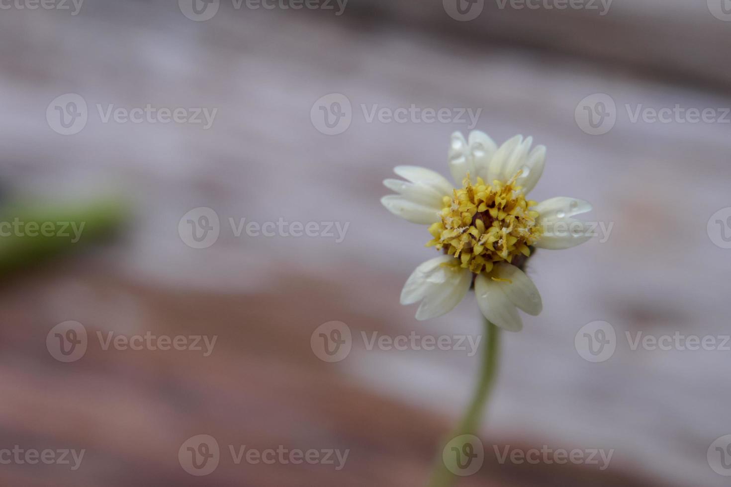 un gros plan d'une fleur d'herbe avec une goutte de pluie, un gros plan d'une fleur d'herbe à distance fait ressortir les détails. photo