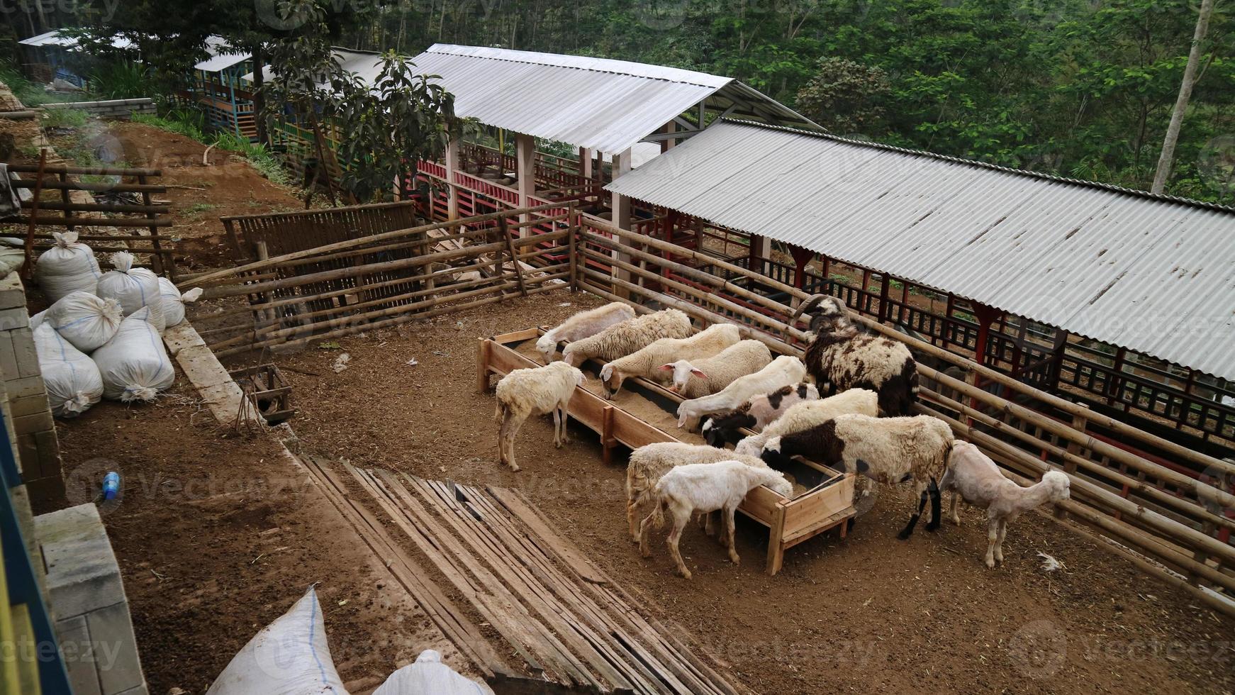 l'atmosphère d'une ferme ovine à malang regency, indonésie photo