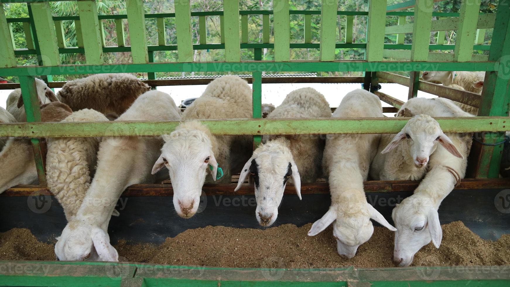 l'atmosphère d'une ferme ovine à malang regency, indonésie photo