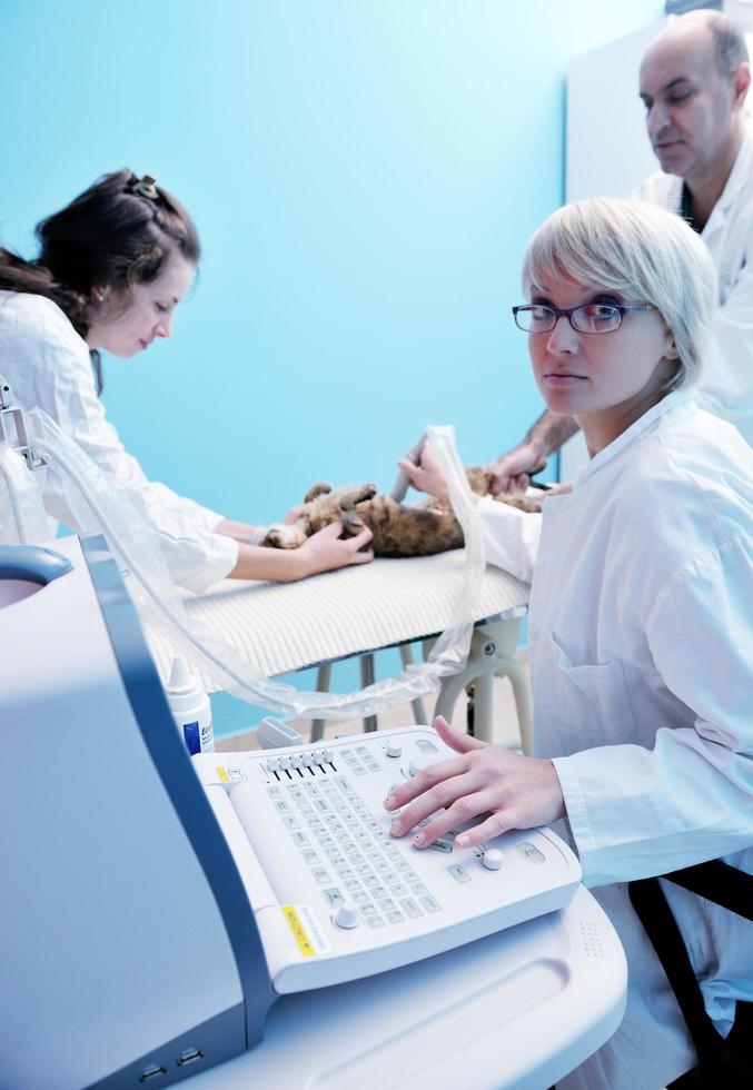 vétérinaire et assistant dans une clinique pour petits animaux photo
