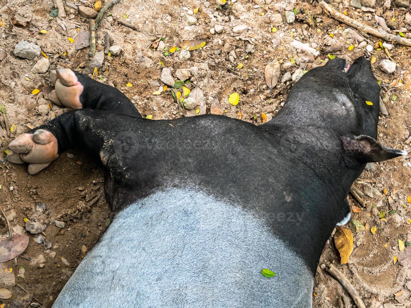 tapir asiatique faire une sieste sur le sol en terre battue photo