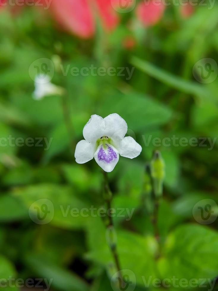 photo macro de fleurs sauvages blanc violacé